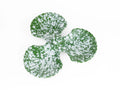 Triple Concha - Green with White